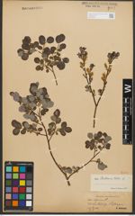 Foto von Salix starkeana Willd.